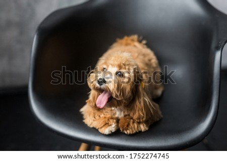 Toy poodle lying on black chair and show tongue. Portrait of ginger dog