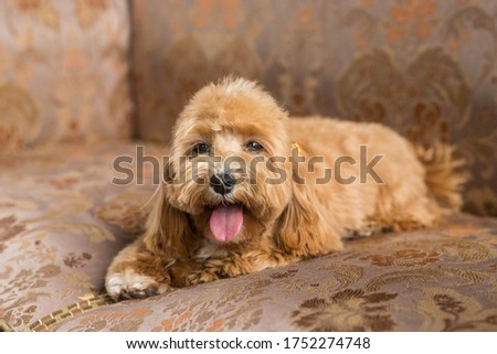Toy poodle lying on brown sofa and show tongue in camera. Close up portrait of ginger dog