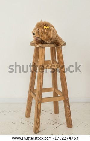 Toy poodle lying with yellow hairpin on wood chair and look away. The portrait of ginger dog