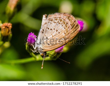Gray butterfly on flower and green leaves.
