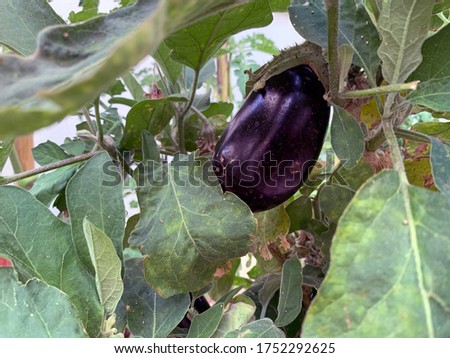 Eggplant culture in a greenhouse