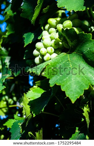 Bunches of white grapes on a background of blue sky