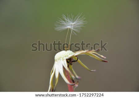 Macro dandelion head with only two seeds 