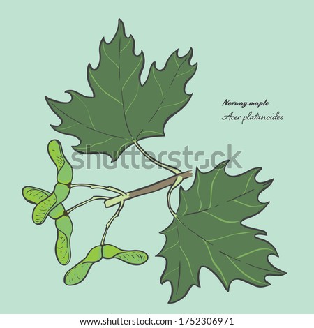 Vector illustration of the leaf of a Acer platanoides, commonly known as a Norway maple Royalty-Free Stock Photo #1752306971