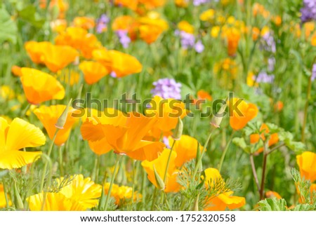 summer flowers Eschscholzia californica poppy in front of flower field in the nature