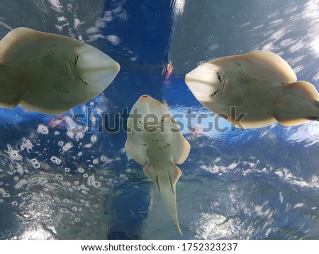Underwater live sea fish in aquarium Image .