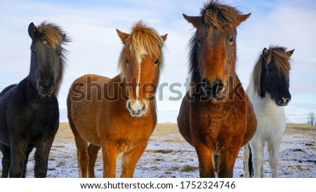 Photo of Icelandic horse taken while road trip in south part of Iceland