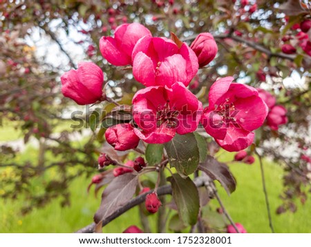 Apple tree with red flowers in spring