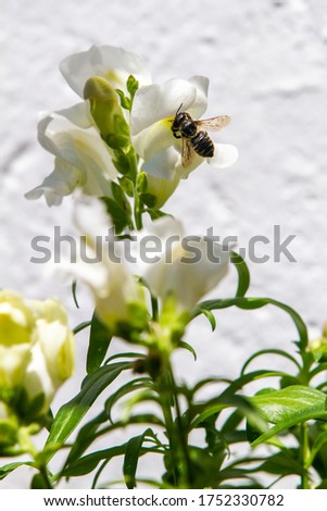 Bee in flight over white dragon flowers or snapdragons (Antirrhinum) over white background