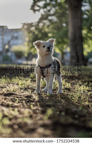 Cute Border Collie Puppy with nice lights
