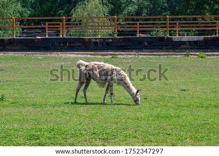 llama Lama glama portrait, beautiful hairy animal with amazing big eyes, light cream brown white color in sunlight