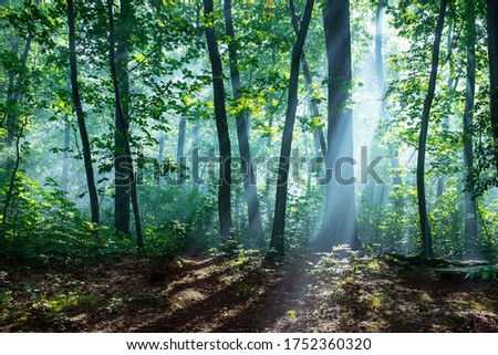 Foggy forest and beams of light 