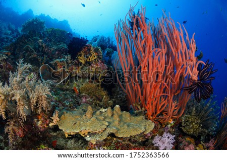 Underwater colorful and healthy reef with fish