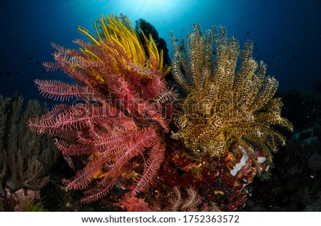 Underwater colorful and healthy reef with fish