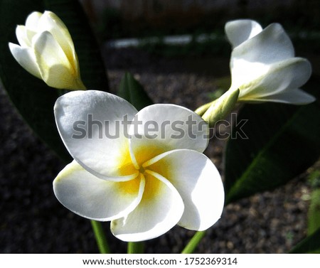 White Frangipani flower with a beautiful yellow center