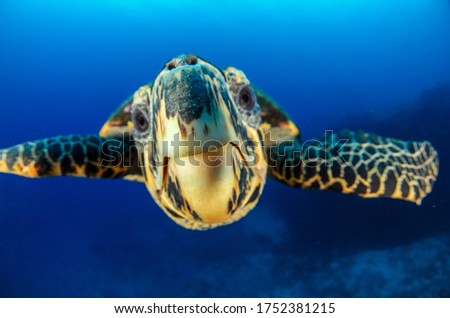 Hawksbill turtle photographe underwater in the enviorment