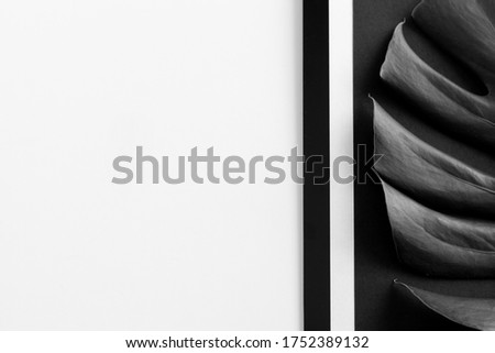 Close-up of the monstera leaf. Abstract composition. Black and white photography. Tropical leave and white field for text on background