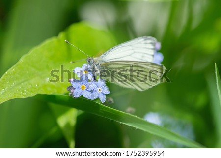 White butterfly  sitting on a beautiful little blue flowers, Myosotis scorpioides (Myosotis palustris), shallow depth of field.