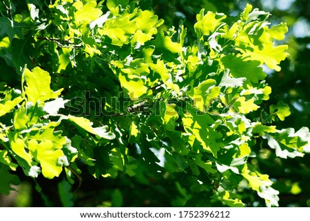 Sunny oak foliage. Seasonal nature background. Environment concept.