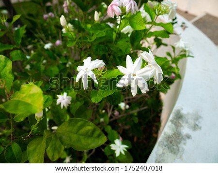 The Jasmine Flowers Blooming in The Garden, Near The Old White Curved Railing
