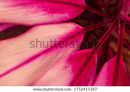 Pink flower photo background romance
