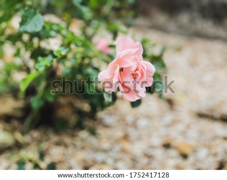 Little rose in Paris city