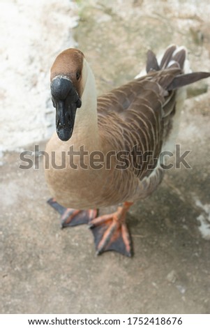 The full picture of the Thailand geese male.