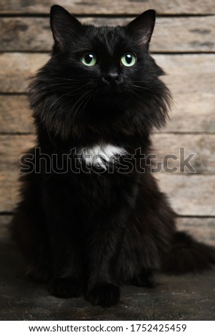 Beautiful black cat with green eyes with a white spot and a fluffy mane. Wooden background