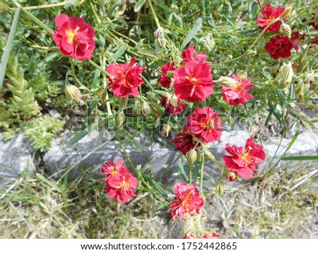 Helianthemum x cultorum 'Cerise Queen' is a winter-green, ground-covering perennial that shines with innumerable pink flowers. Berlin, Germany