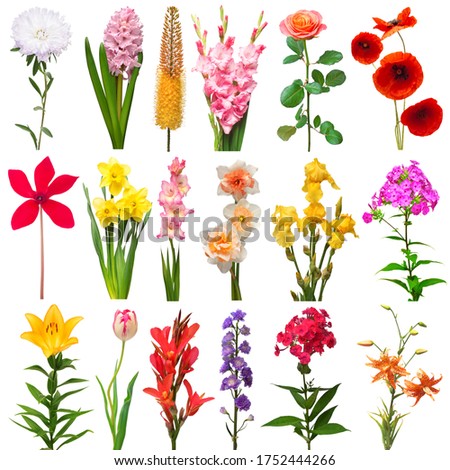 Collection summer of flowers bouquet poppy, aster, lily, eremurus, gladiolus, iris, daffodil, phlox, canna, cyclamen, tulip, delphinium isolated on a white background. Top view, flat lay