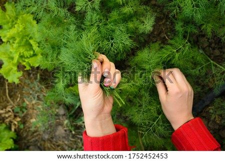Dill, salad on the beds in the garden. Good green organic dill in the farmer's garden for food. Plants of young dill grow in the open ground. Salad set in the vegetable garden Royalty-Free Stock Photo #1752452453
