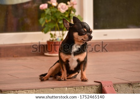 Chihuahua sitting on the doorstep. A small chihuahua dog sitting on the street by a doorway. Small breed of dog Shorthair. Dog at home