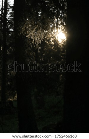 Beautiful fir in sunset lights, Mountains near Annecy, French Alpes