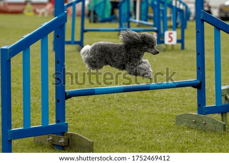 Dog Agility. Miniature poodle going over upright jump