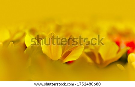 Summer garden landscape, Open yellow and red blossom tulip flower in garden. Selective focus on a blooming Tulip