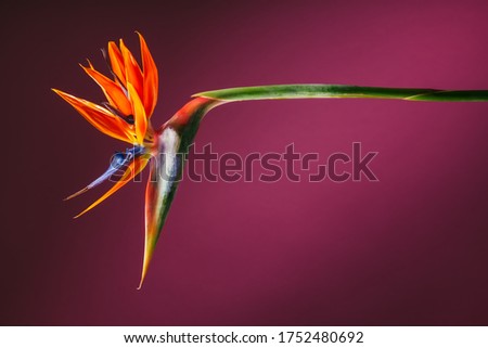 An unusual multi-colored flower in the shape of a bird of Paradise or hummingbird, bright saturated colors, for a travel booklet, an extravagant gift, a postcard