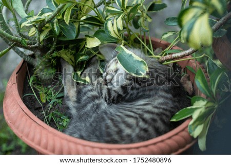 A sleepy cat. Indonesian domestic cats that are sleeping