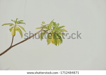 Close up of green plant with sunlight, minimalistic style. Minimal style. Minimalist Fashion photography. green leaves on white background. flat lay, top view. Green plant leaves on light grey.