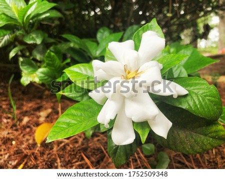 Beautiful and fragrant gardenia flower (Gardenia jasminoides) blooming in the green leaf background , Spring in Georgia USA.
