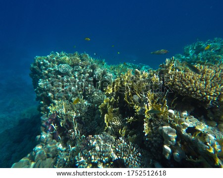 Coral reef near Tiran island Sharm el Sheikh