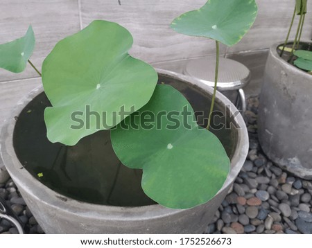 The leaf of lotus on the outdoor