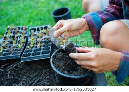 People gardening. Man planting gardens vegetables, agriculture gardener hobby plants at home and outdoor. plants in pots working. farm