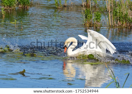 Mute Swan aggressively chasing a Canada Goose on the water