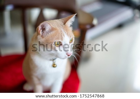 Portrait of cat leaning on table