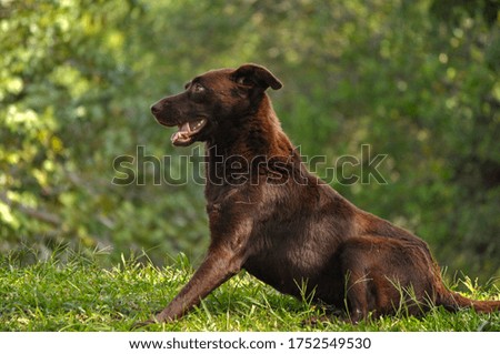 Brown dog sit in the green grass
