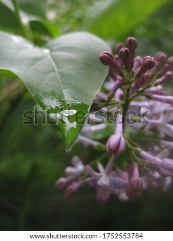 macro photo with a decorative background of lilac flower buds and green leaves with rainwater drops as a source for prints, posters, decor, Wallpaper, interiors