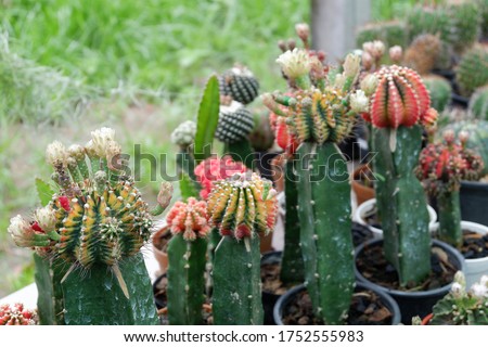 Cactus in garden. Agriculture and natural plant concept.