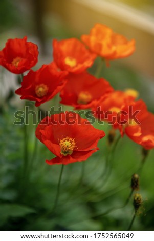 Beautiful red poppies, different focus. Flower background
