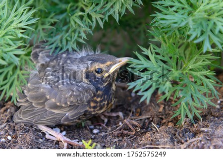young motionless robin bird fledgling hiding in a flower bed waiting for his parents to return with worms