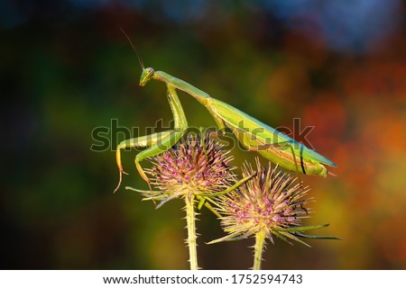 european mantis, mantis religiosa, standing on two blooming heads of thistle in summer at sunset. Green insect with long legs and antennas clinging on plant. Royalty-Free Stock Photo #1752594743